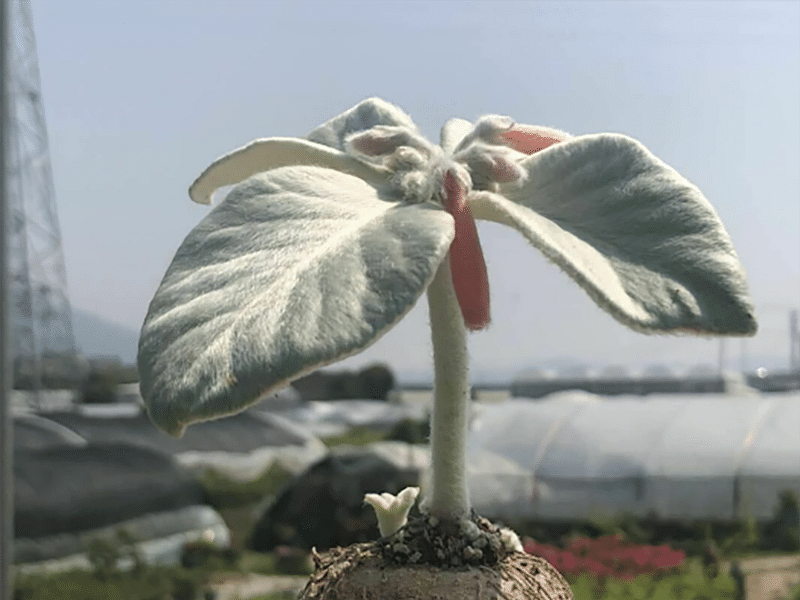 Sinningia Leucotricha | Sinningia | Gesneriaceae