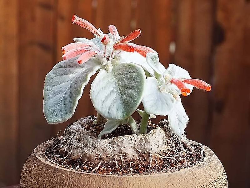 Sinningia Leucotricha | Sinningia | Gesneriaceae