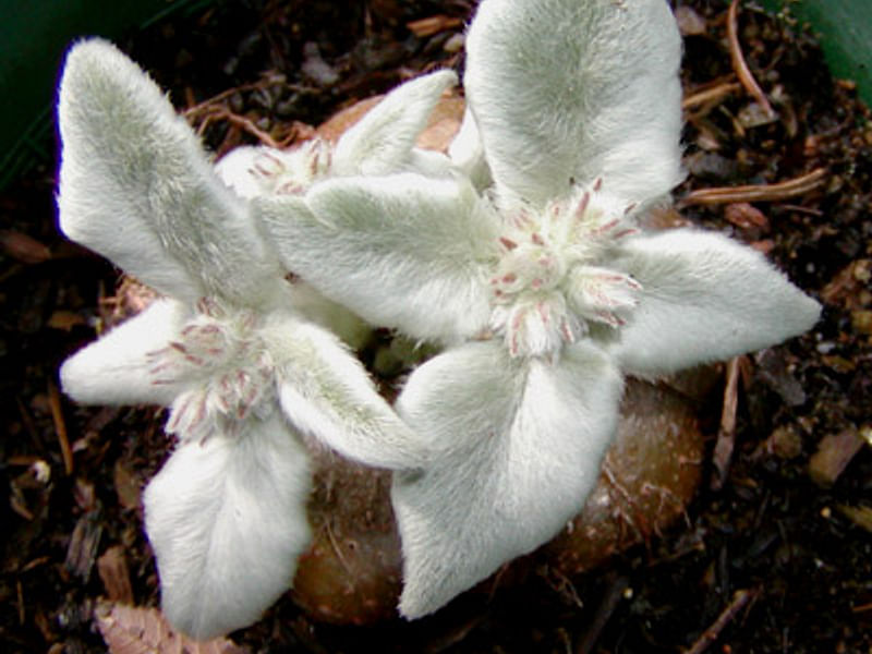 Sinningia Leucotricha | Sinningia | Gesneriaceae