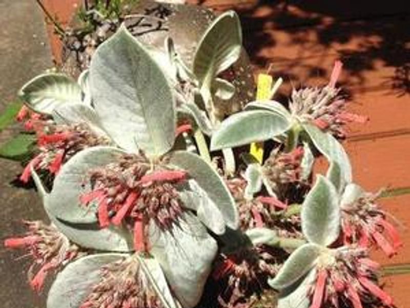 Sinningia Leucotricha | Sinningia | Gesneriaceae