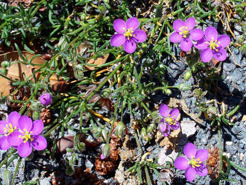 Spergularia Rubra | Spergularia | Caryophyllaceae