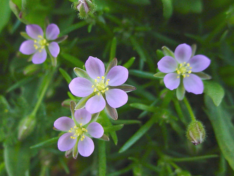 Spergularia Rubra | Spergularia | Caryophyllaceae
