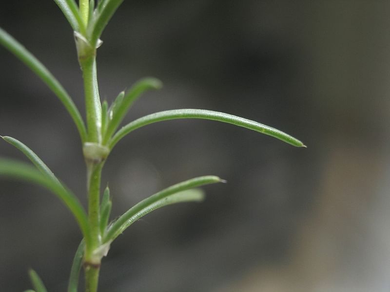 Spergularia Rubra | Spergularia | Caryophyllaceae