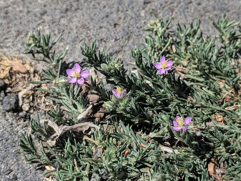 Spergularia Rubra | Spergularia | Caryophyllaceae