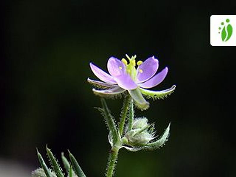 Spergularia Rubra | Spergularia | Caryophyllaceae