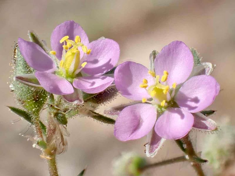 Spergularia Rubra | Spergularia | Caryophyllaceae