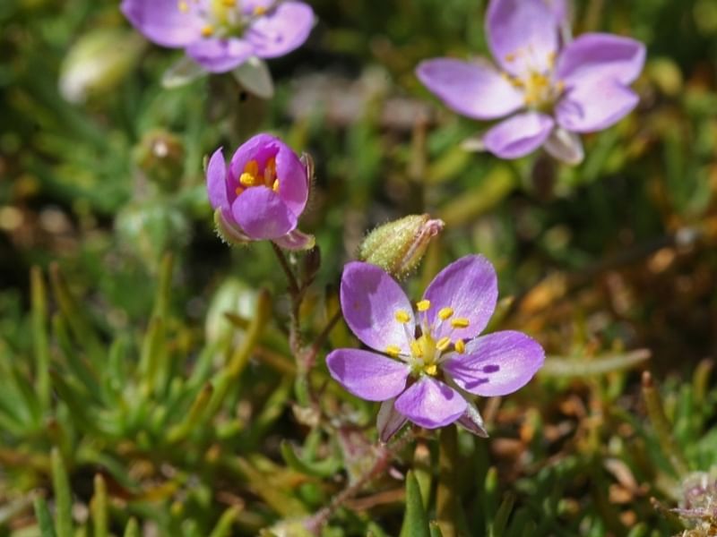 Spergularia Rubra | Spergularia | Caryophyllaceae