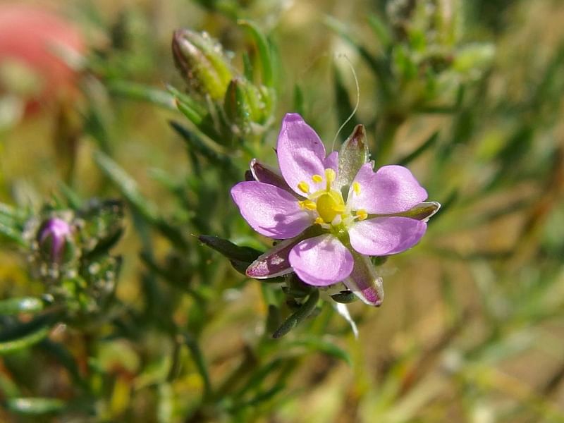 Spergularia Rubra | Spergularia | Caryophyllaceae