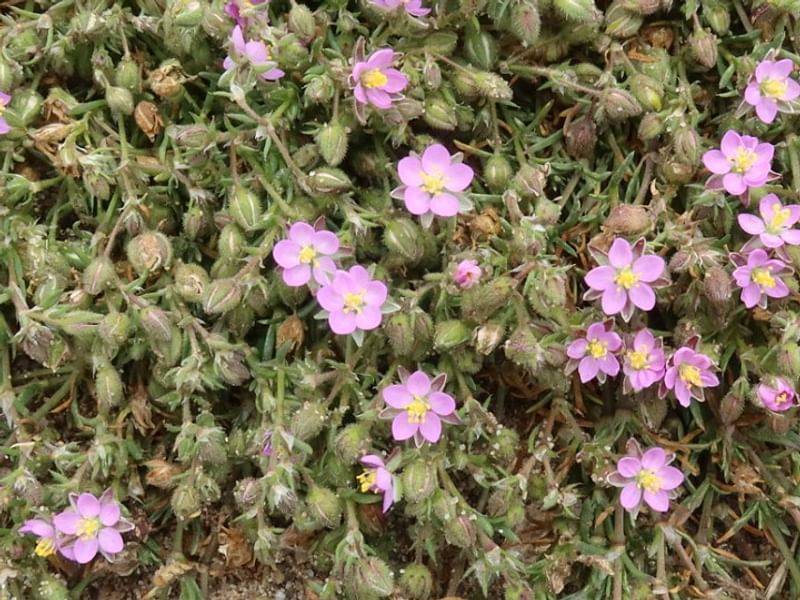 Spergularia Rubra | Spergularia | Caryophyllaceae