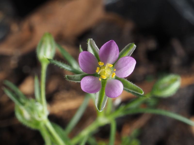 Spergularia Rubra | Spergularia | Caryophyllaceae