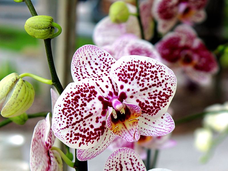 Spotted Orchid | Orchidaceae