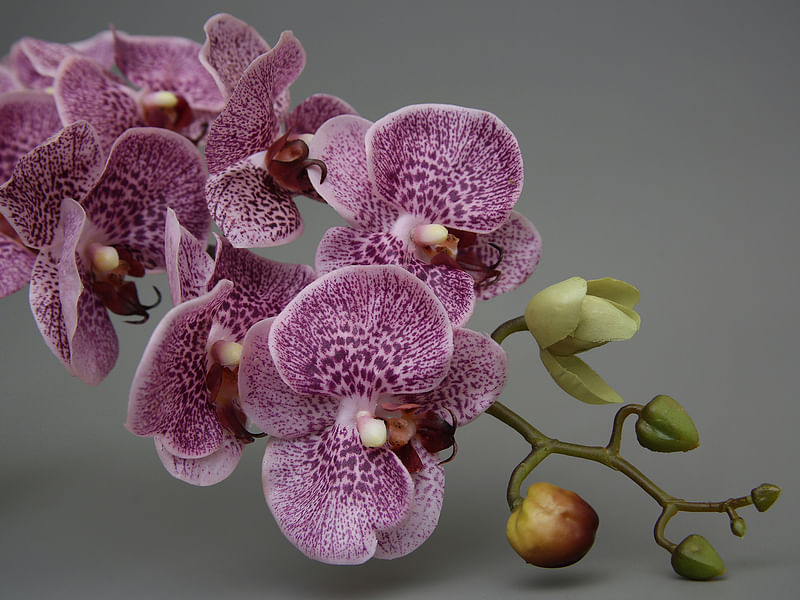 Spotted Orchid | Orchidaceae