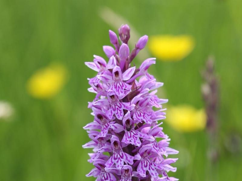 Spotted Orchid | Orchidaceae