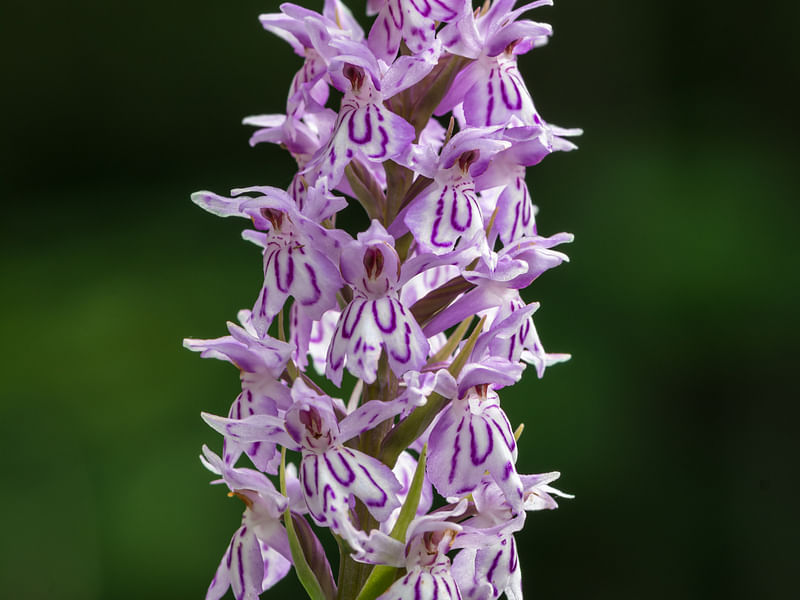 Spotted Orchid | Orchidaceae