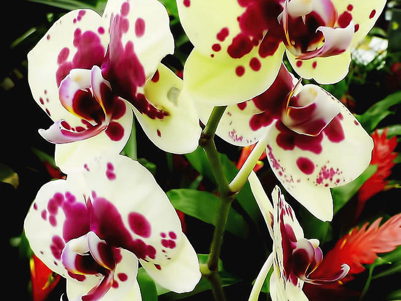 Spotted Orchid | Orchidaceae