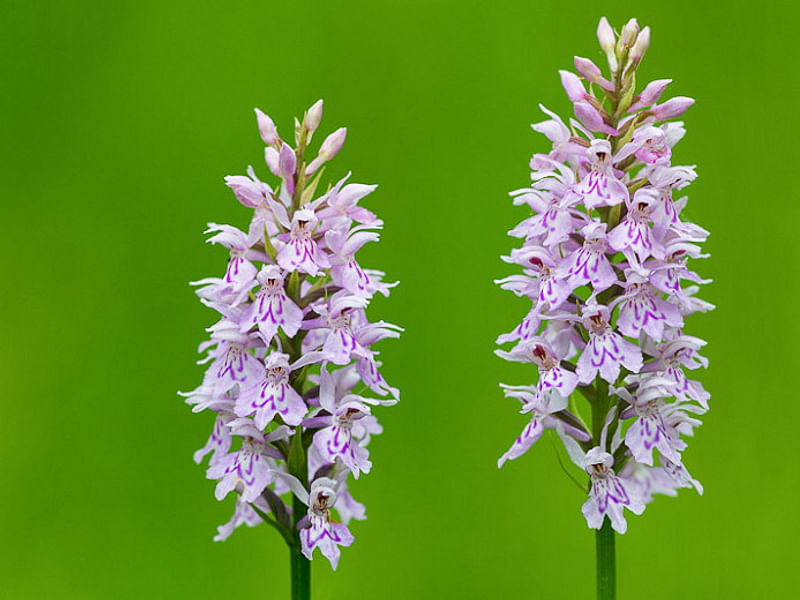 Spotted Orchid | Orchidaceae