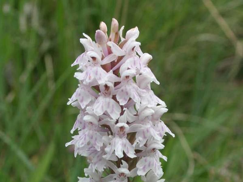 Spotted Orchid | Orchidaceae