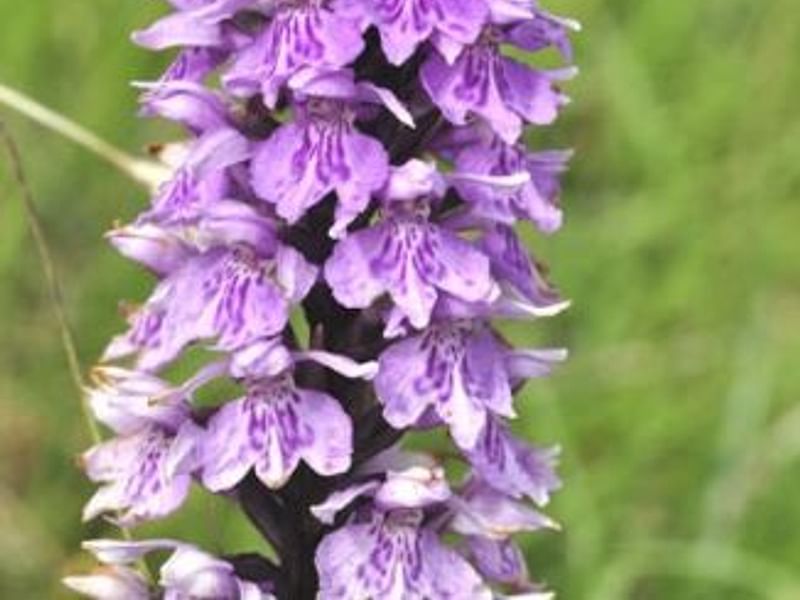 Spotted Orchid | Orchidaceae