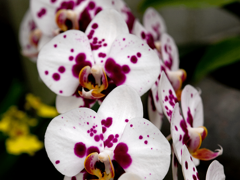 Spotted Orchid | Orchidaceae
