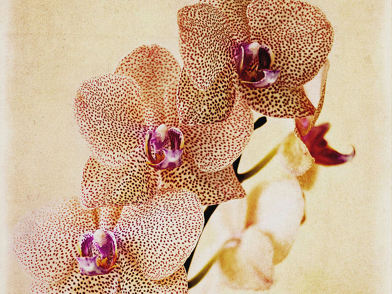 Spotted Orchid | Orchidaceae