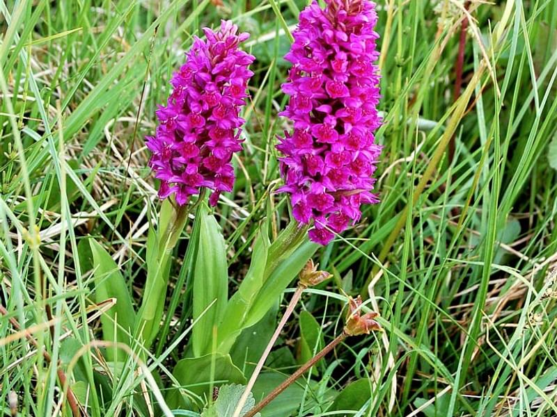 Spotted Orchid | Orchidaceae