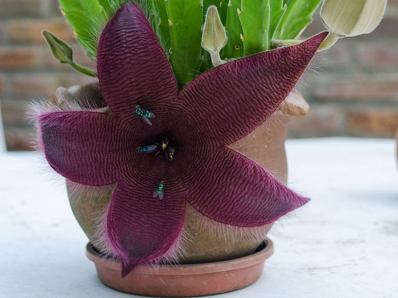 Stapelia Grandiflora | Orbea / Stapelia | Apocynaceae
