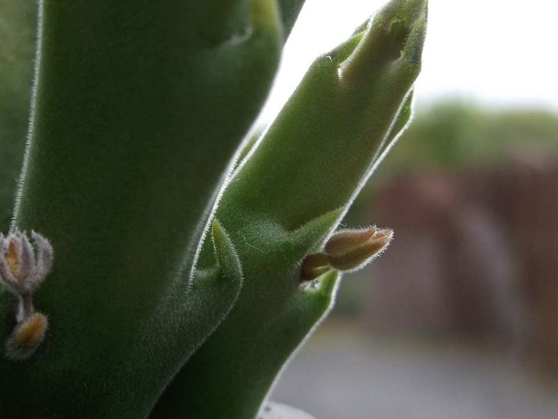 Stapelia Hirsuta Flower Bud | Orbea / Stapelia | Apocynaceae