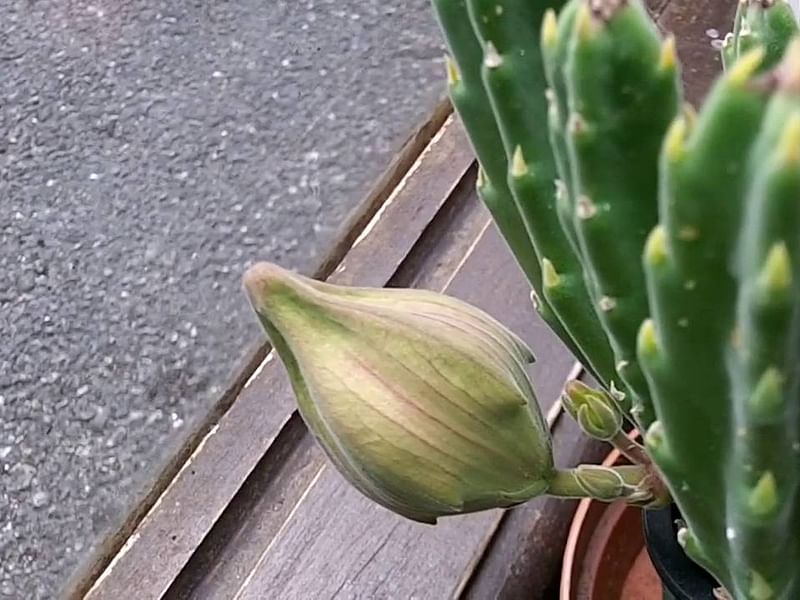 Stapelia Hirsuta Flower Bud | Orbea / Stapelia | Apocynaceae
