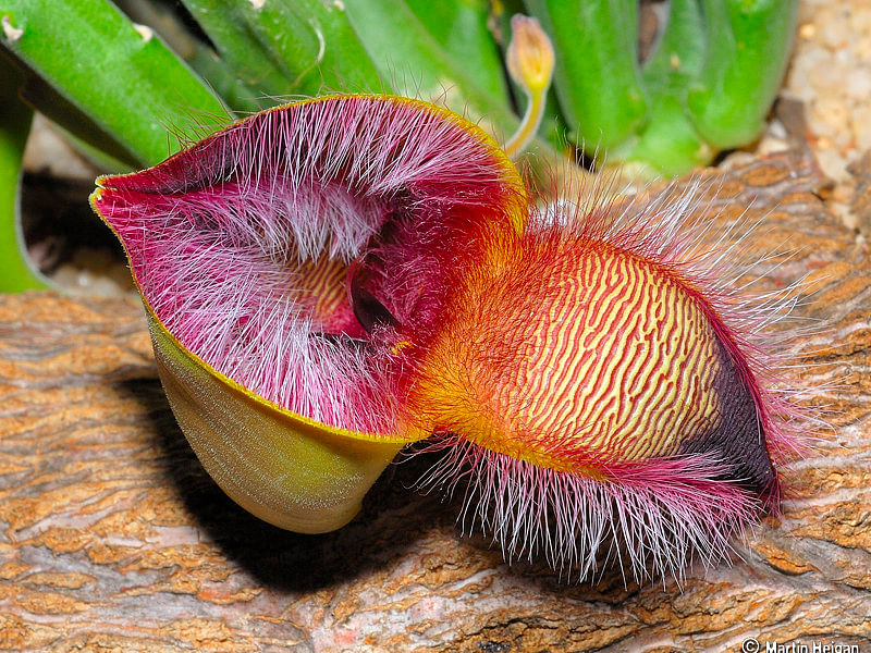Stapelia Hirsuta Flower Bud | Orbea / Stapelia | Apocynaceae