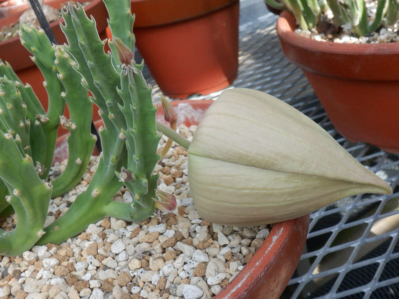 Stapelia Hirsuta Flower Bud | Orbea / Stapelia | Apocynaceae