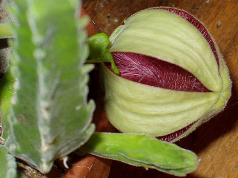 Stapelia Hirsuta Flower Bud | Orbea / Stapelia | Apocynaceae