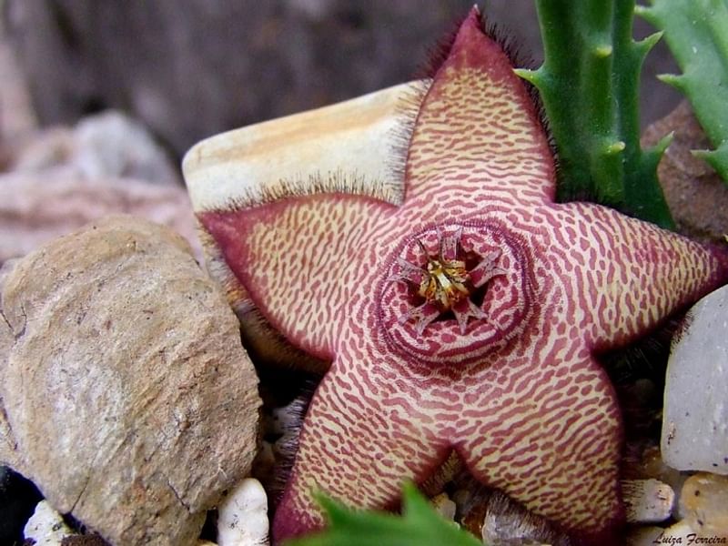 Stapelia Mutabilis | Orbea / Stapelia | Apocynaceae