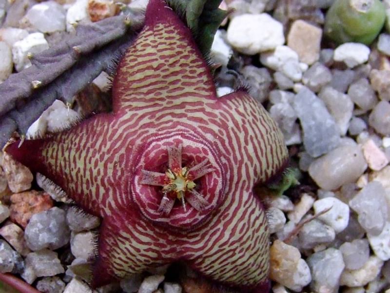 Stapelia Mutabilis | Orbea / Stapelia | Apocynaceae