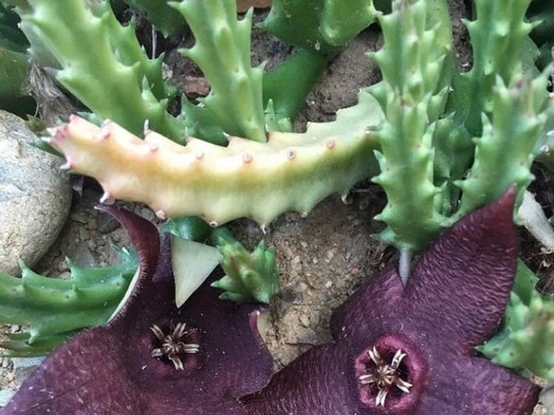 Stapelia Mutabilis | Orbea / Stapelia | Apocynaceae