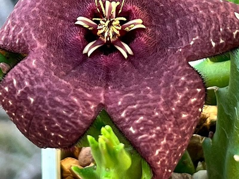 Stapelia Mutabilis | Orbea / Stapelia | Apocynaceae