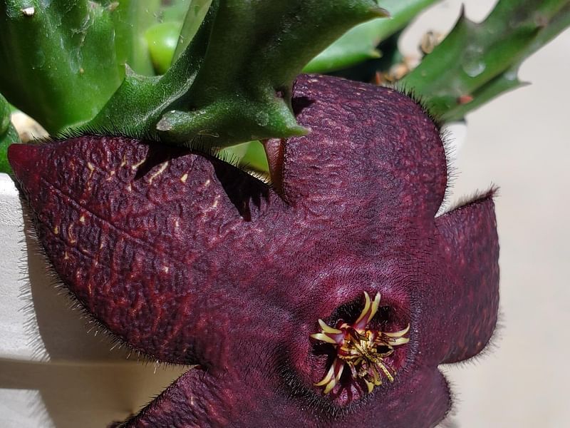 Stapelia Mutabilis | Orbea / Stapelia | Apocynaceae