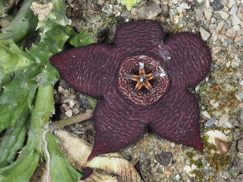 Stapelia Mutabilis | Orbea / Stapelia | Apocynaceae