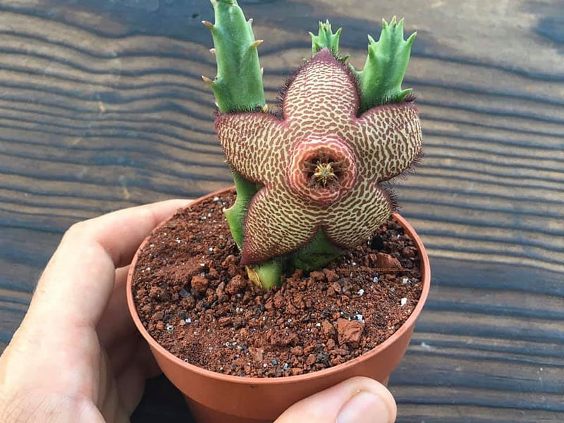 Stapelia Mutabilis | Orbea / Stapelia | Apocynaceae