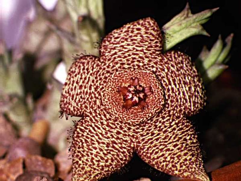 Stapelia Mutabilis | Orbea / Stapelia | Apocynaceae