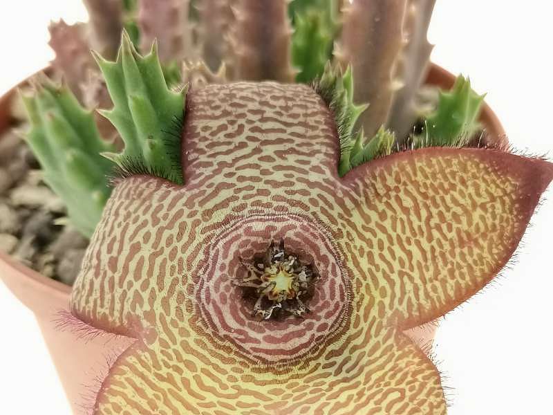 Stapelia Mutabilis | Orbea / Stapelia | Apocynaceae