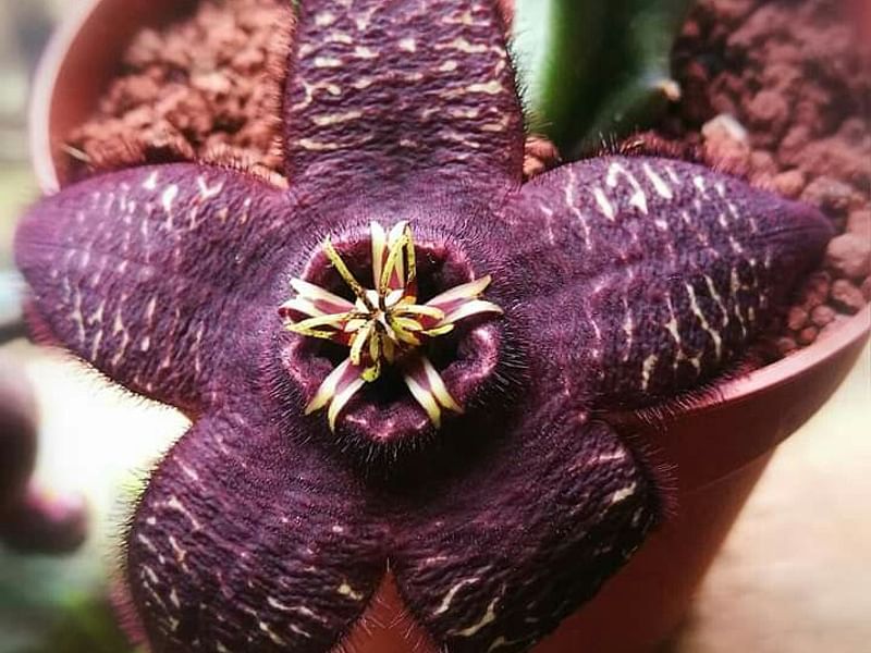 Stapelia Mutabilis | Orbea / Stapelia | Apocynaceae