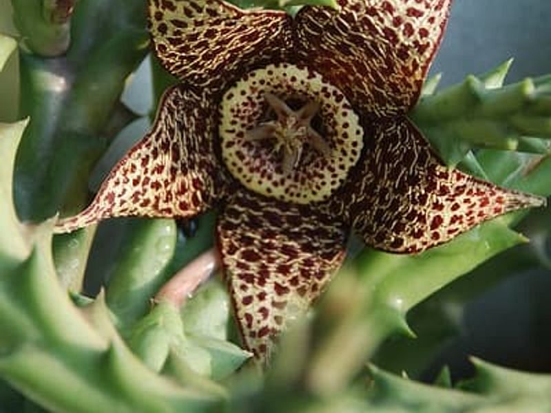 Stapelia Mutabilis | Orbea / Stapelia | Apocynaceae