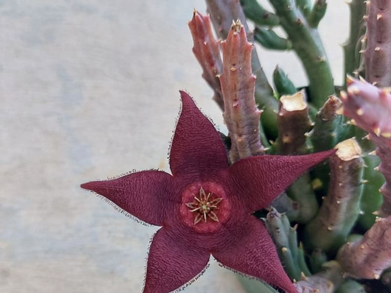 Stapelia Mutabilis | Orbea / Stapelia | Apocynaceae