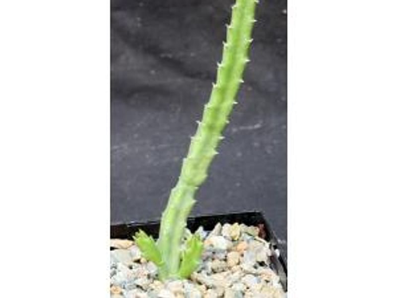 Stapelia Mutabilis | Orbea / Stapelia | Apocynaceae