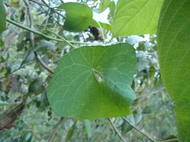 Stephania Glandulifera | Stephania | Lamiaceae