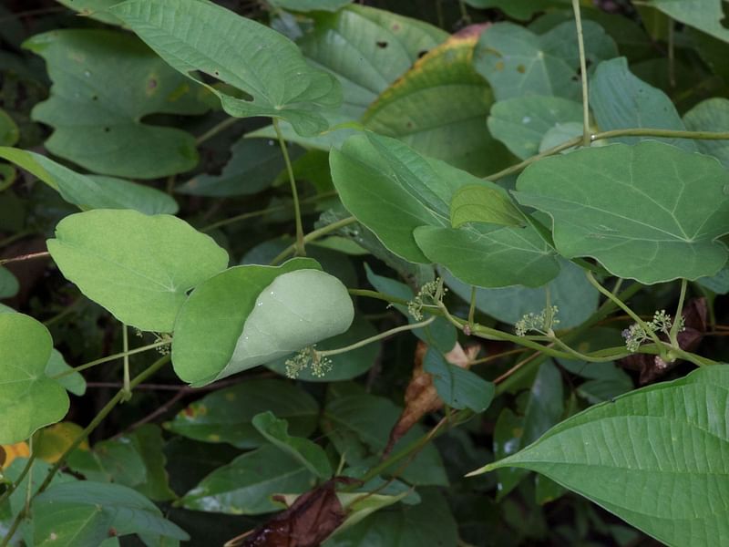 Stephania Glandulifera Tuber | Stephania | Lamiaceae