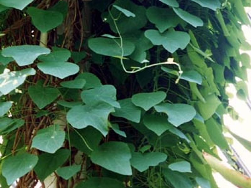 Stephania Rotunda | Stephania | Lamiaceae