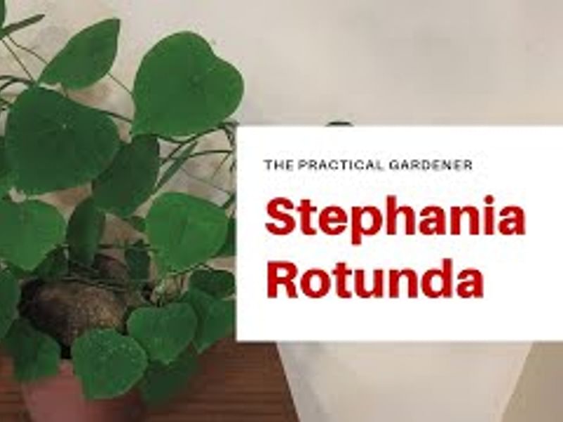 Stephania Rotunda | Stephania | Lamiaceae