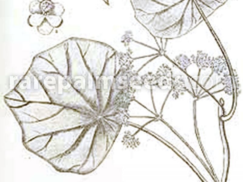 Stephania Rotunda | Stephania | Lamiaceae