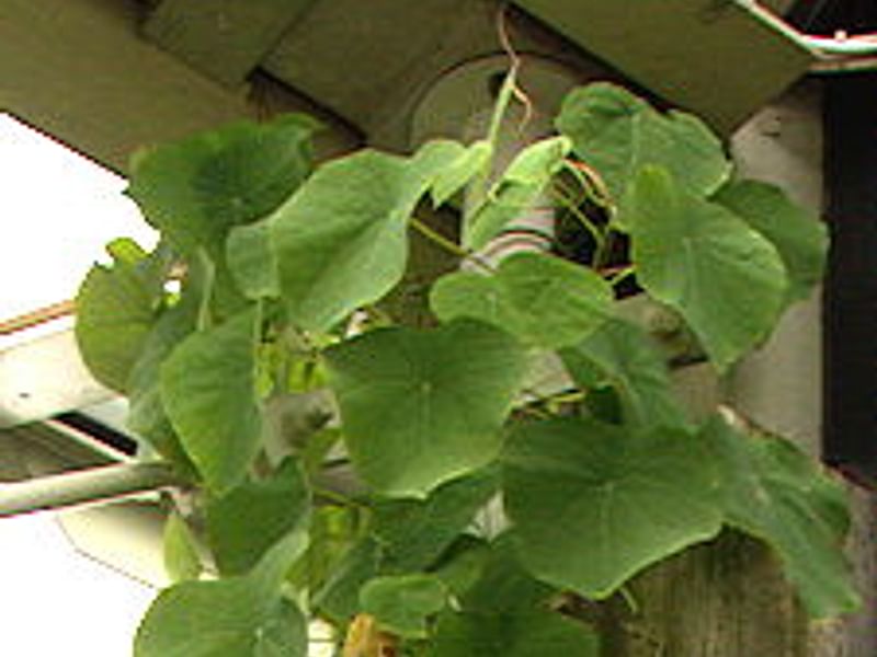 Stephania Rotunda | Stephania | Lamiaceae